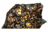 Brenham Pallasite Meteorite ( g) Slice - Kansas #310386-1